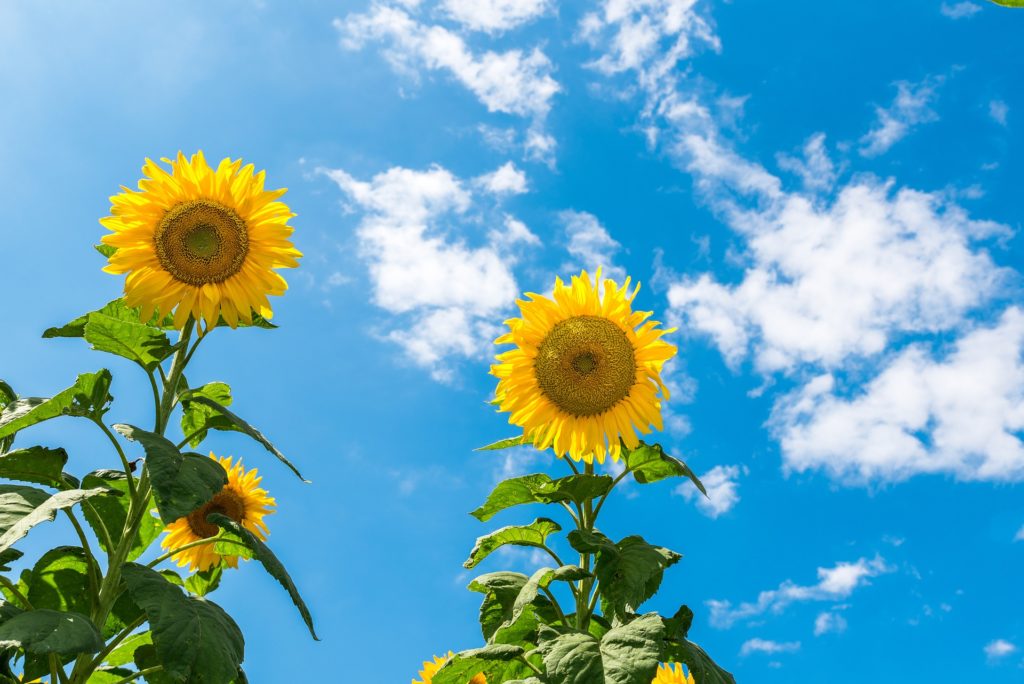 Summer in South Korea